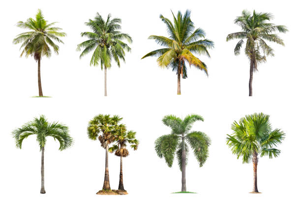istock Coconut and palm trees Isolated tree on white background , The collection of trees. 1191551044