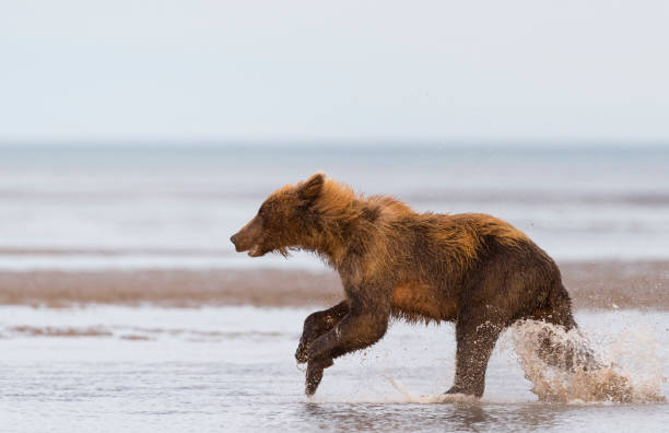 Grizzly, brown bear, Ursus arctos, running and pursued by an other one, Alaska Grizzly at full speed in Cook Inlet, Alaska. brown bear catching salmon stock pictures, royalty-free photos & images