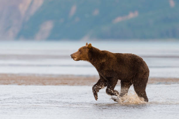 istock Grizzly, brown bear, Ursus arctos, running and pursuing an other one, Alaska 1191551237