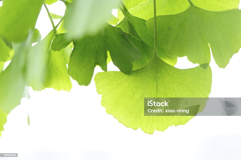 Frescas hojas Ginkgo - Foto de stock de Aire libre libre de derechos
