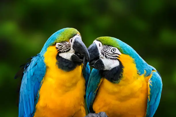 Photo of Kissing parrots - couple of Gold And Blue Macaws