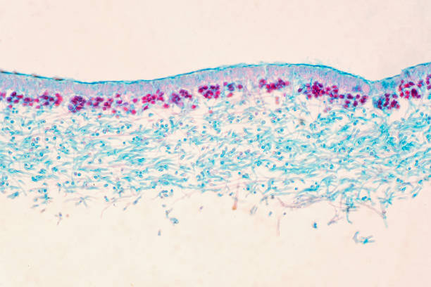 istock Lichen, Fungus, cross section slide under the microscope view for education biology. 1191557954