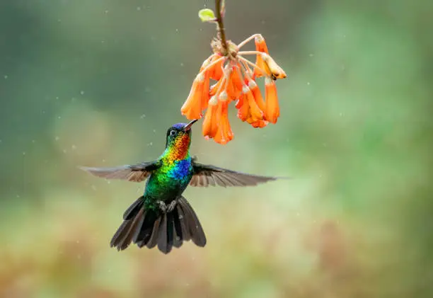 A Hummingbird in Costa Rica