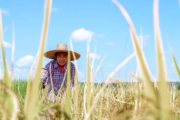 istock Farmers are harvesting crops in rice fields. Bright sky day 1191562898