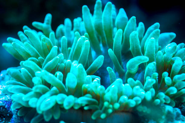 istock green bubble tip anemone in underwater 1191563955