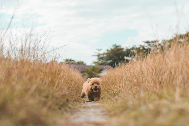 istock Brown poodle puppy playing on the field. 1191563973