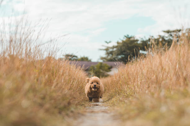 istock Brown poodle puppy playing on the field. 1191563977
