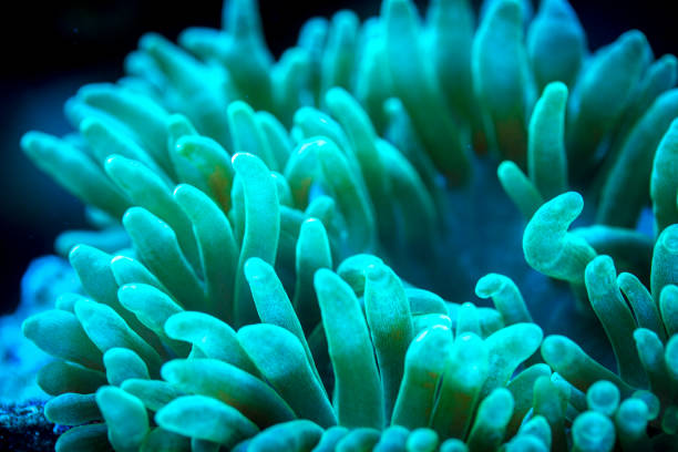 istock green bubble tip anemone in underwater 1191564189