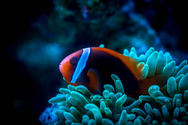 istock Tomato Clownfish and host anemone in underwater 1191564885