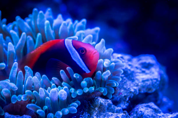istock Tomato Clownfish and host anemone in underwater 1191564922