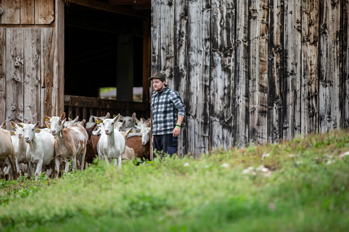 Young Farm Worker Herding the Goats out From the Barn - stock photo