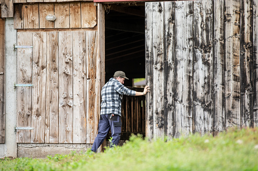 Young Man Opening Wooden Barn Door for Pasturing Goats - stock photo