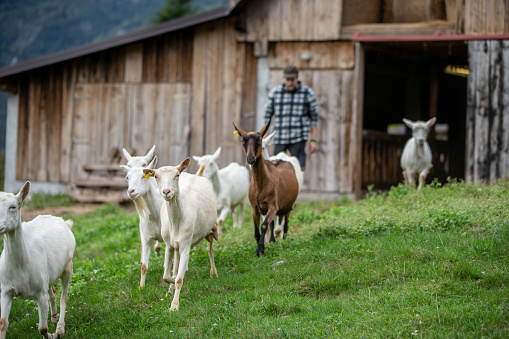 Happy Goats Running from Wooden Barn to Pasture with Young Farmer - stock photo