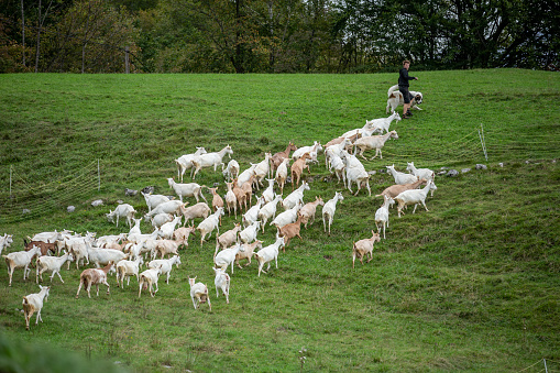 Large Group of Goats Following Young Farmer with his Guard Dog - stock photo