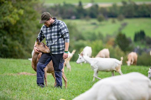 Young Shepherd Taking Care of his Herd of Goats - stock photo