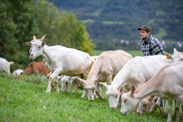 capre sane che si godono il tempo di alimentazione al pascolo con il giovane agricoltore - foto d'archivio - il formaggio di coltivatore foto e immagini stock