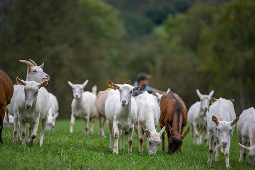Saneen Goats Grazing on Fresh Luscious Grass - stock photo