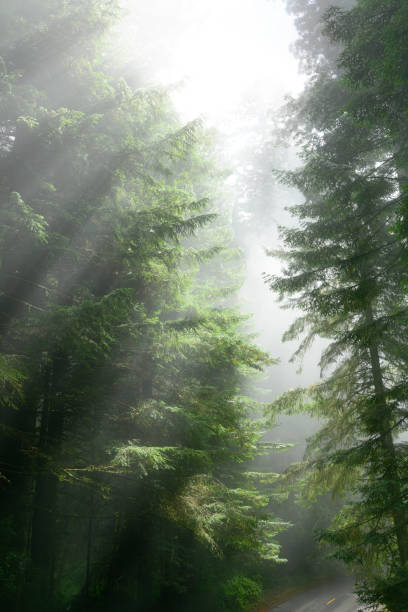 Redwood forest in fog with road.