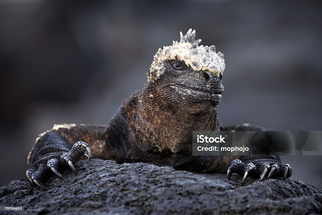 Black iguana Marinha de Galápagos - Foto de stock de Iguana Marinha royalty-free