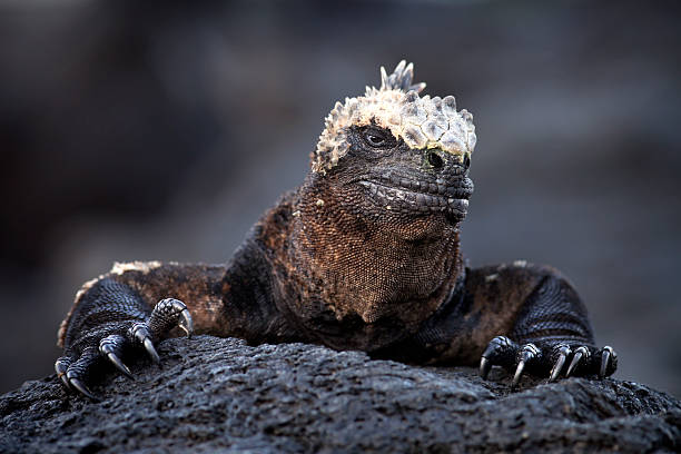 Black iguana Marinha de Galápagos - foto de acervo