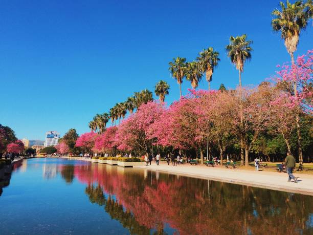 redemption park - porto alegre - brasilien - vibrant color tree day autumn stock-fotos und bilder