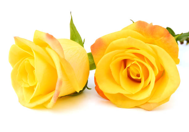 istock Flowers. Yellow rose on a white background, love day 1191569432