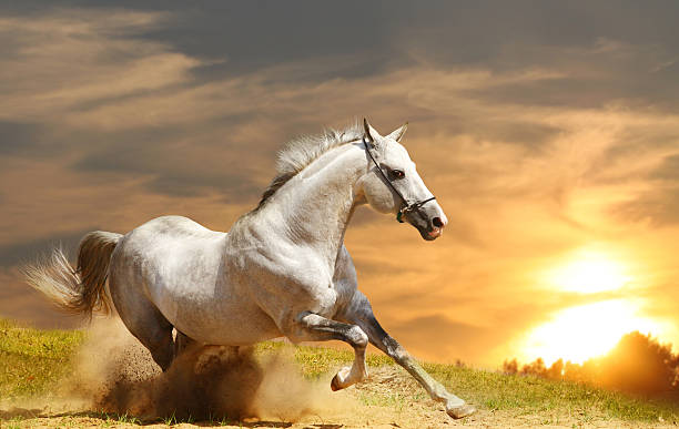 white stallion  white horse running stock pictures, royalty-free photos & images