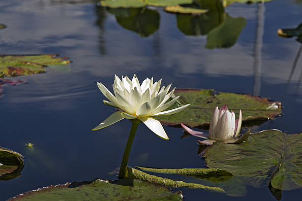 istock Floating Flower in a lake 119157237