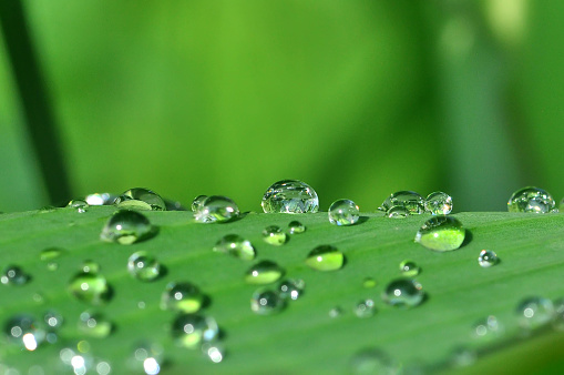 dew, drop water