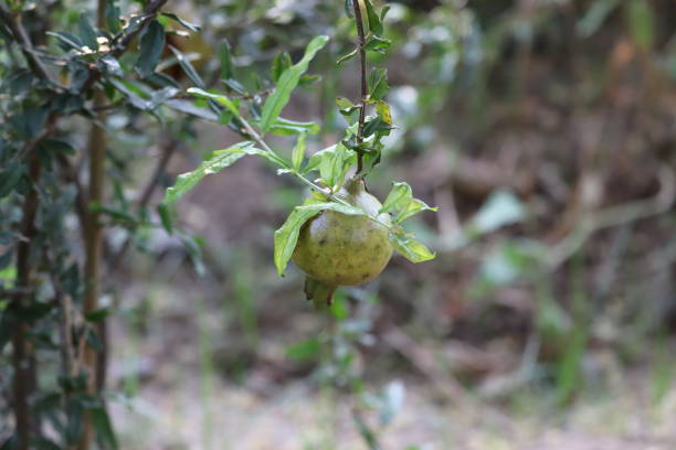 istock Ripe pomegranate fruit on tree branch 1191578586