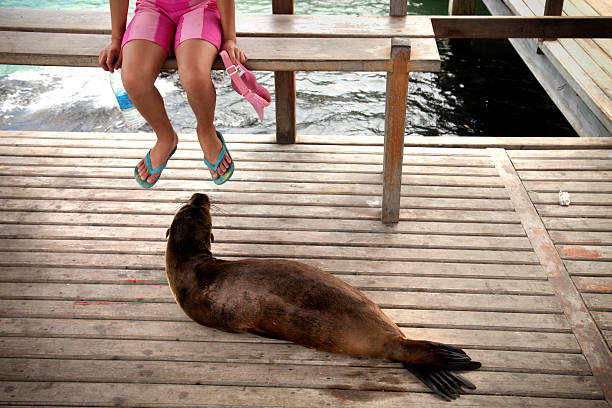 Combinando turismo com a vida selvagem na Galápagos - foto de acervo