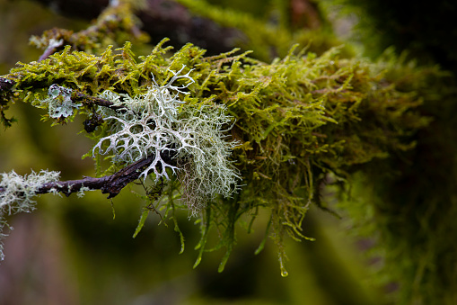 Moss and lichen on a tree branch in an Oregon forest.
