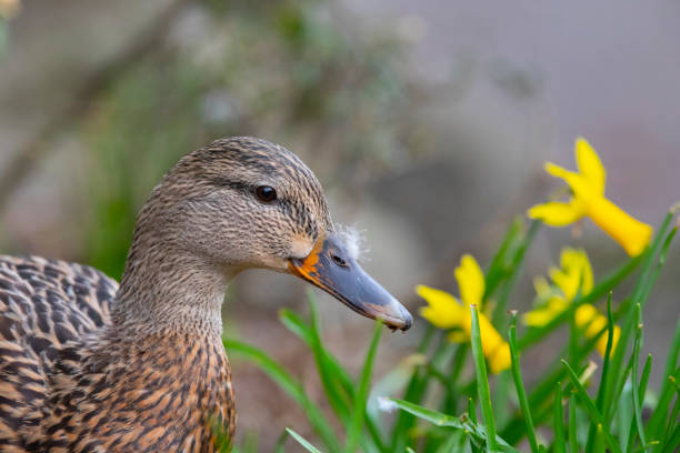 istock Female Mallard duck in flowers. 1191580269