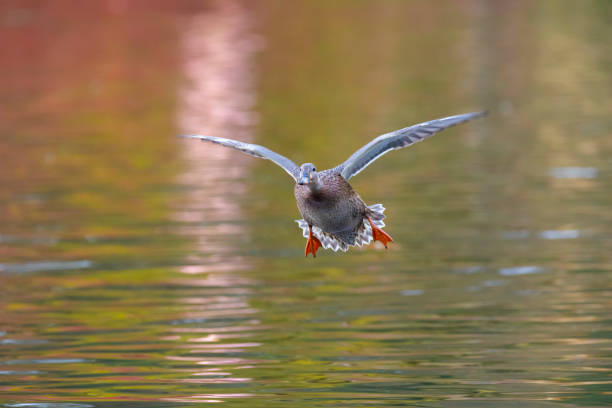 A female mallard duck comes in for a landing on a lake in Oregon.