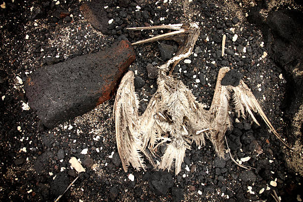 Esqueleto de Pelicano Marrom em pedra de Lava - foto de acervo