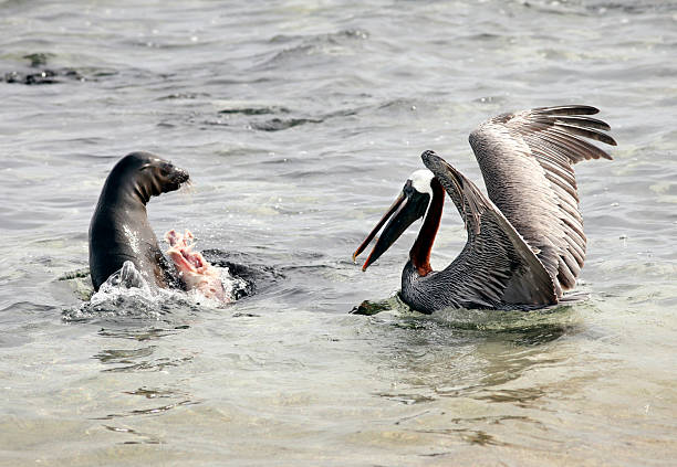 Pelikan brunatny i walki na Galapagos Sea Lion – zdjęcie