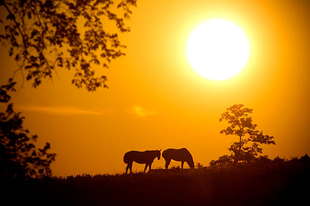 Konie Paść się o zachodzie słońca – zdjęcie