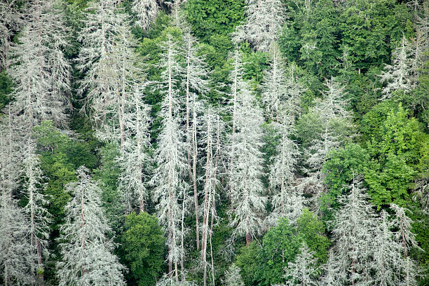 Eastern Hemlocks martwe w Appalachians – zdjęcie