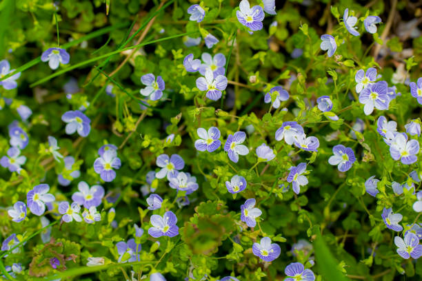istock Blue flowers Veronica speedwell closeup 1191583984