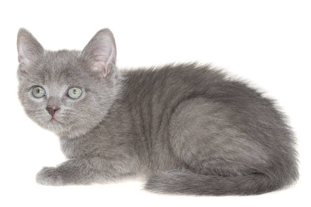 British kitten sitting in front of white background.