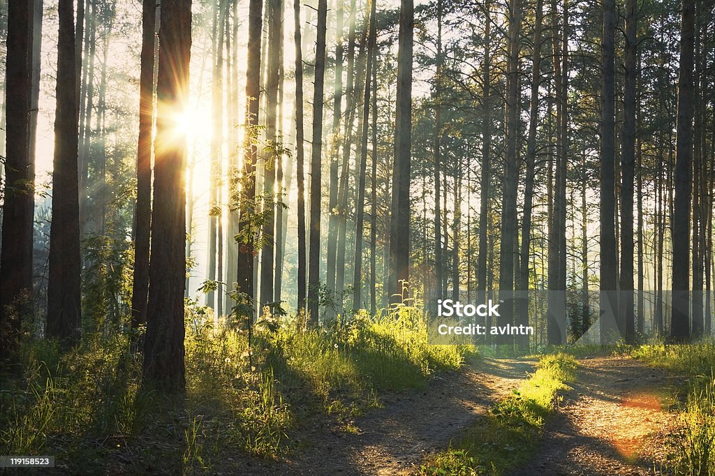 in the woods sunset in the woods  Beauty In Nature Stock Photo
