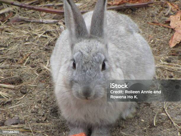 White Canadian Rabbit White Bunny Rabbit 2018 Stock Photo - Download Image Now - Animal ...