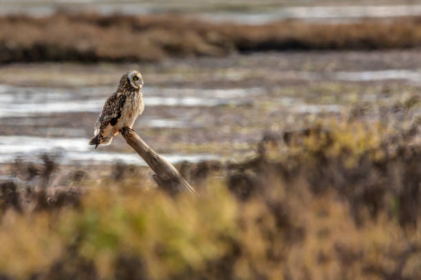 istock short-eared owl perching on a wooden pole at Boundary Bay Beach, Delta, BC, Canada 1191587430