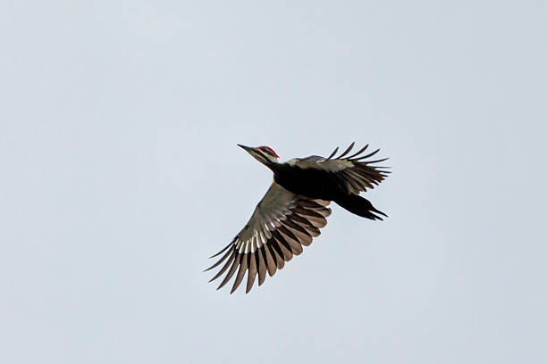 sterty dzięcioł latający na niebie - pileated woodpecker animal beak bird zdjęcia i obrazy z banku zdjęć
