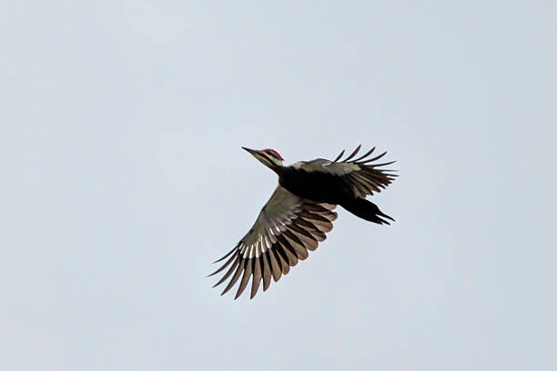 pica-pau pileated que voa no céu - pileated woodpecker animal beak bird - fotografias e filmes do acervo