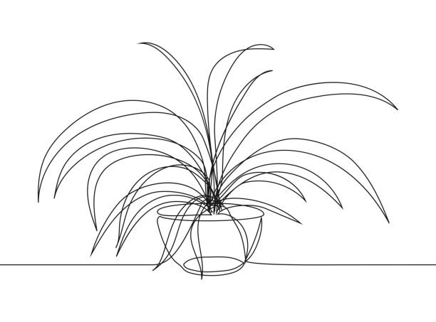 Continuous line drawing sketch of Chlorophytum. Continuous line drawing sketch of Chlorophytum. One line drawing house plant in pot. chlorophytum comosum stock illustrations