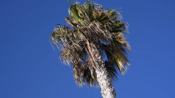 istock Palm tree in clear skies 1191590070