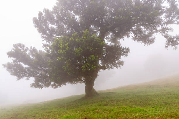 istock Laurel tree in the cloud forest, Fanal, Madeira 1191592373