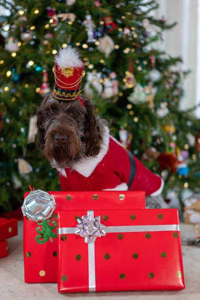 istock Spirit of Christmas 1191592375