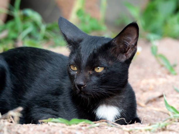 istock Close up Black Kitten Isolated on Blurry Background 1191592460
